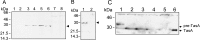 FIG. 7