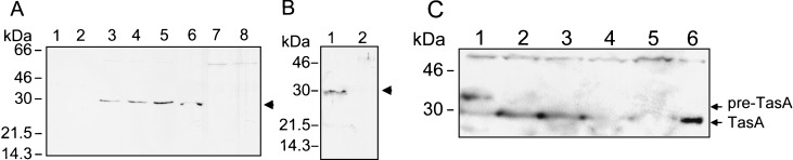 FIG. 7