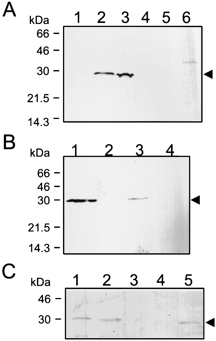 FIG. 5