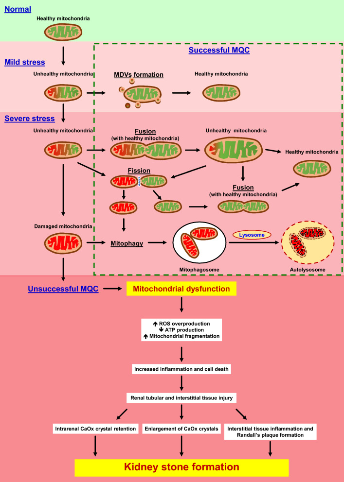 Fig. 2