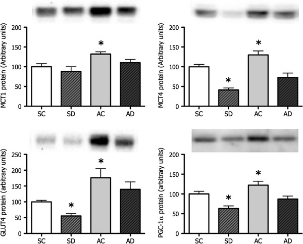 Fig. 1