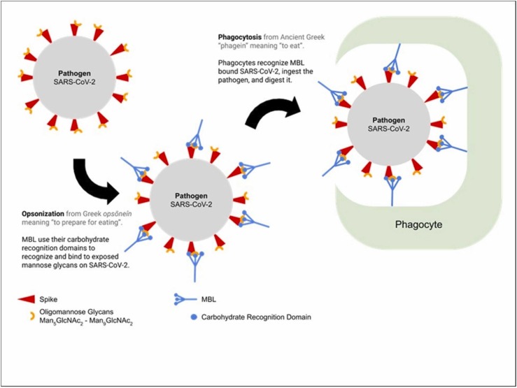 Fig. 4