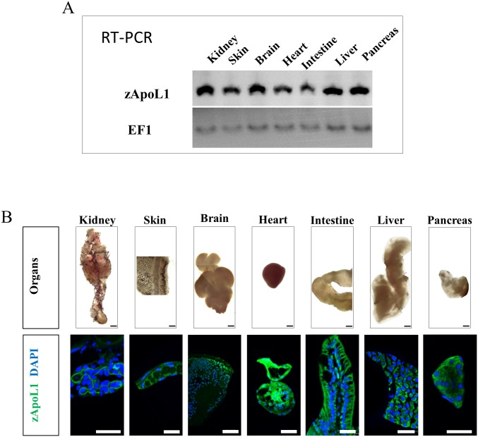 Fig 1