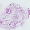 Fig. S1