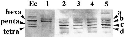 FIG. 5.