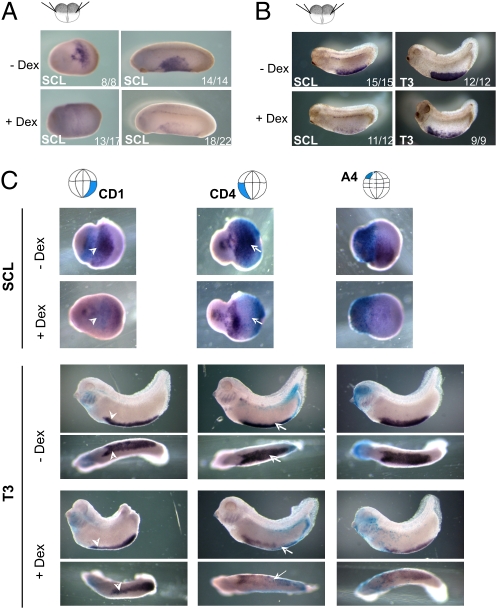 Fig. 4.