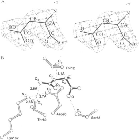 graphic file with name pnas01102-0348-a.jpg