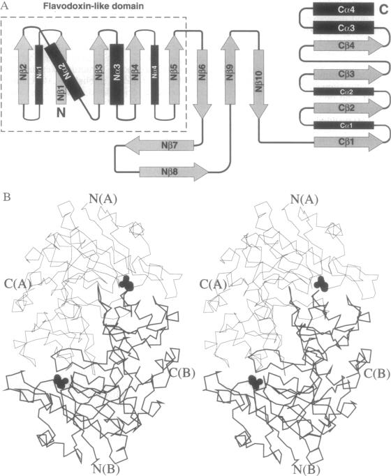 graphic file with name pnas01102-0347-b.jpg