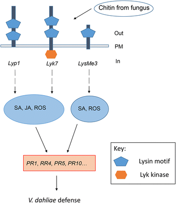 Fig. 10