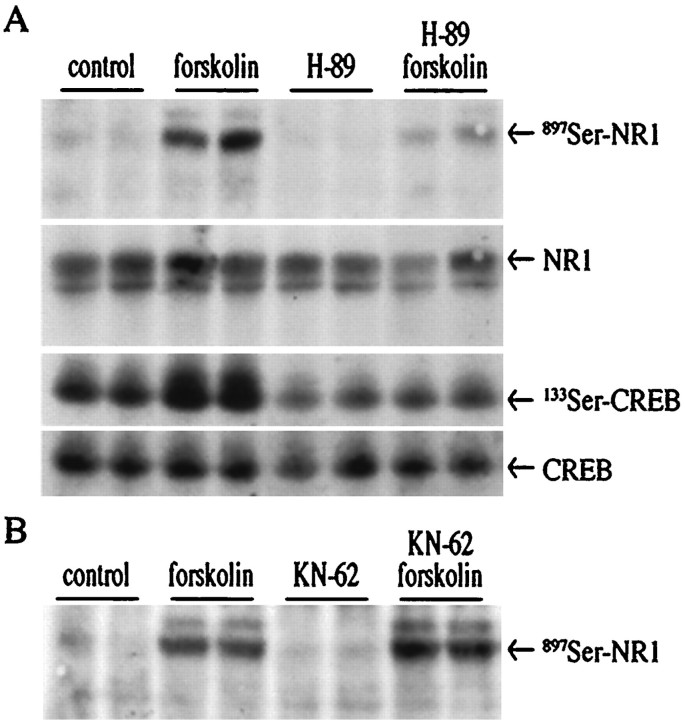 Fig. 12.