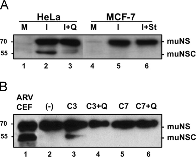 Fig. 5