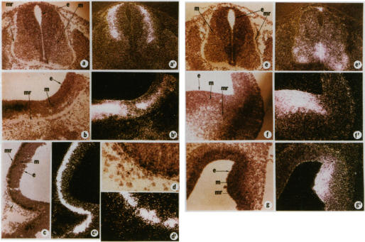 graphic file with name pnas00289-0231-a.jpg