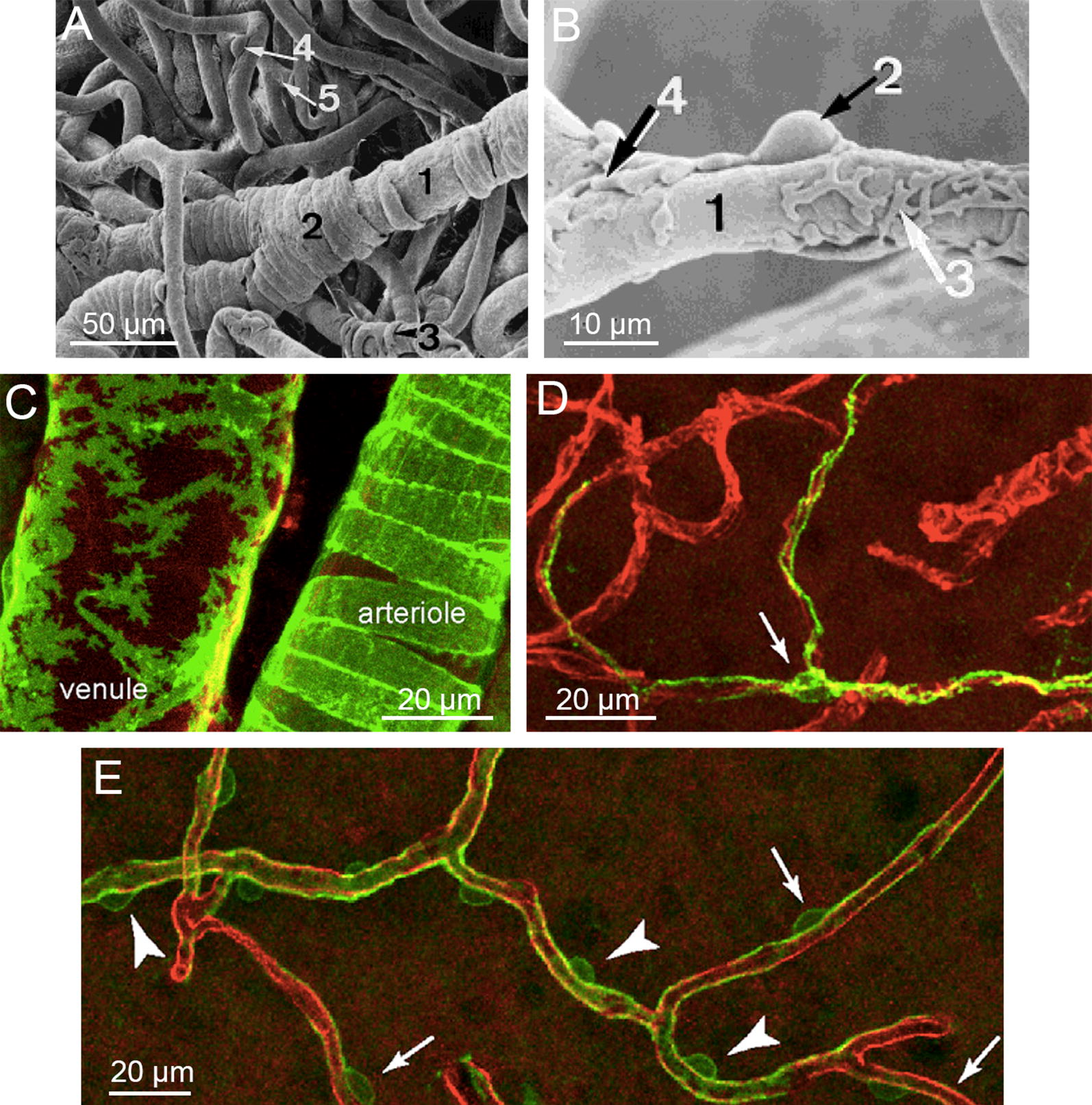 Fig. 6