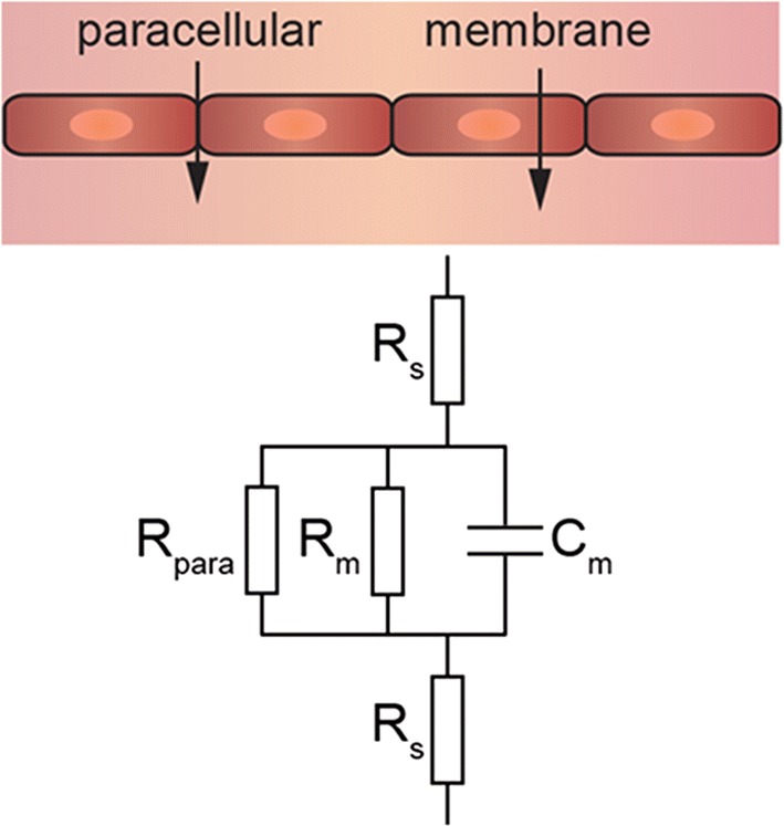 Fig. 3