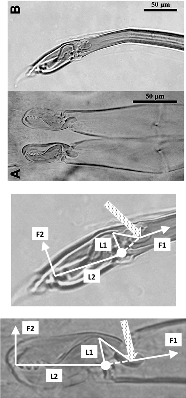 Fig. 16