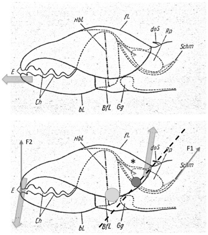Fig. 20