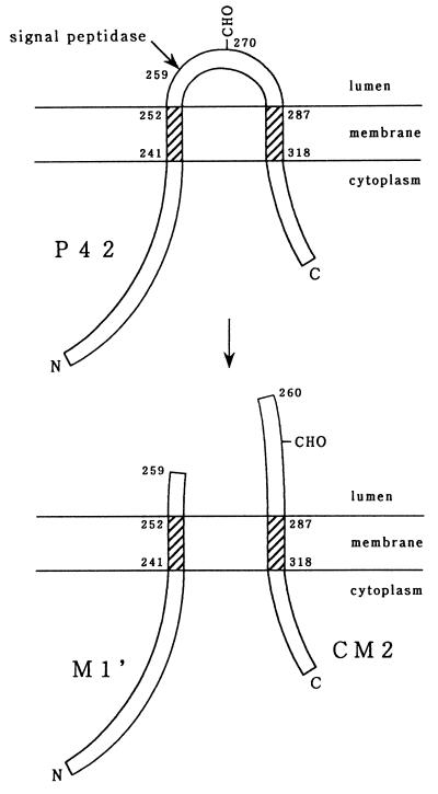 FIG. 5