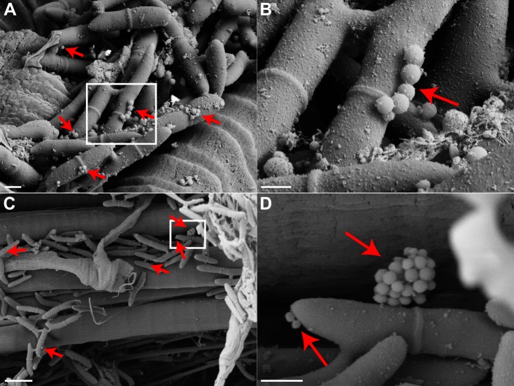 Fig. 7.