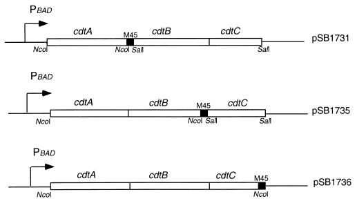 FIG. 1