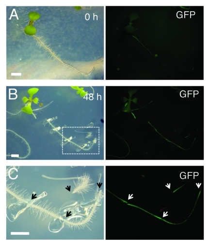 Figure 2.