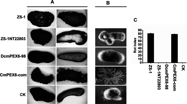 Fig 3