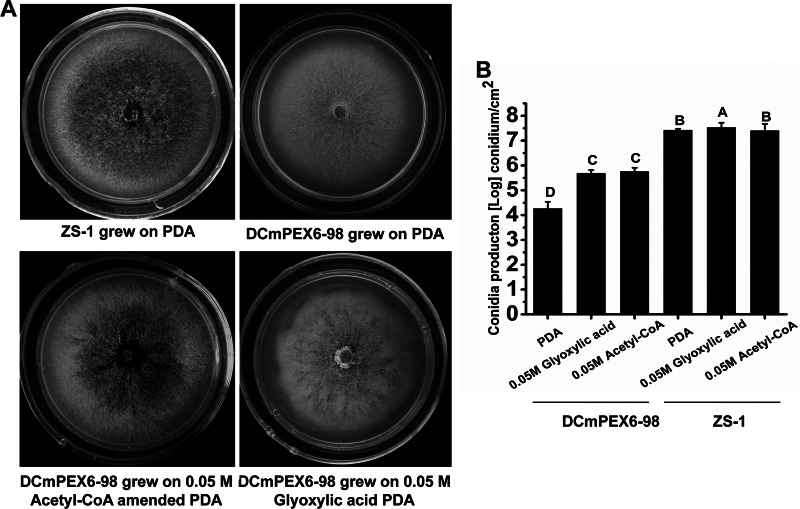 Fig 6