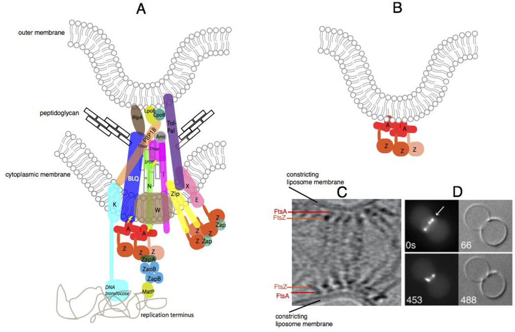 Fig. 4