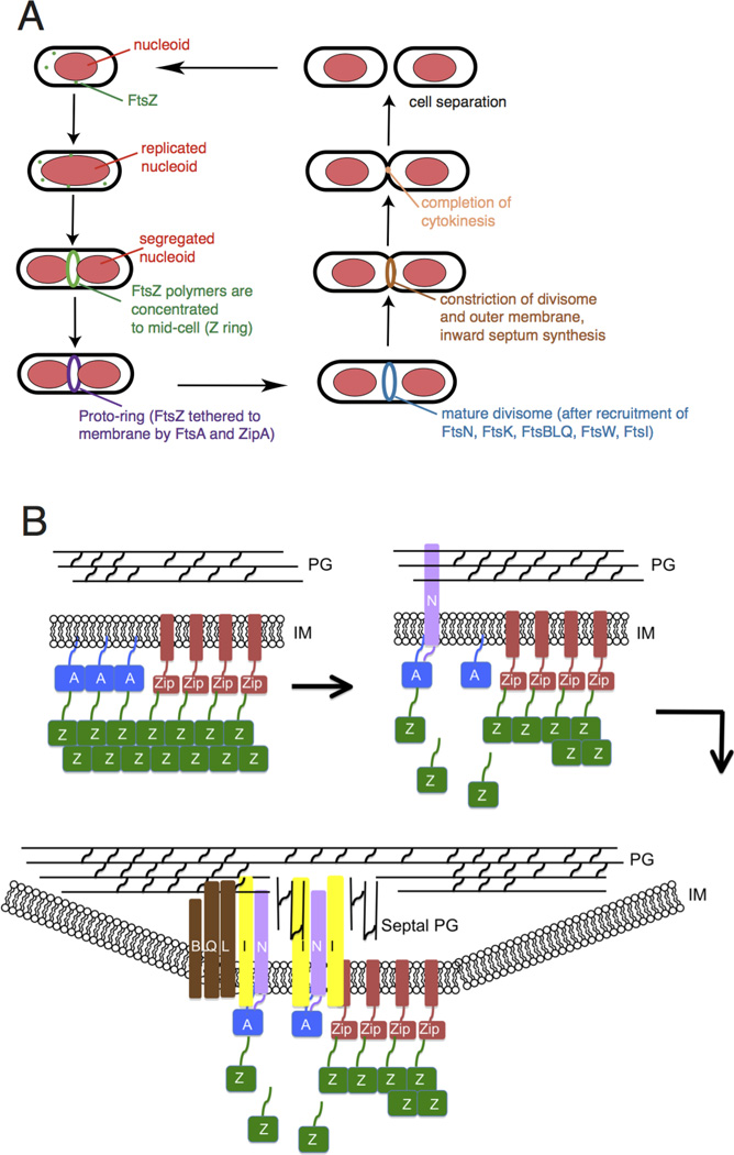 Fig. 1