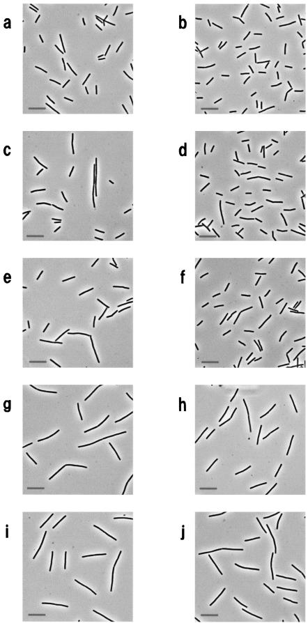 FIG.3.