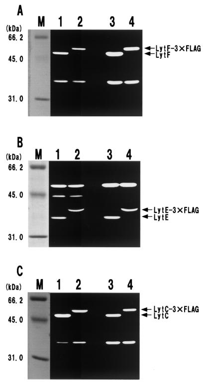 FIG.2.