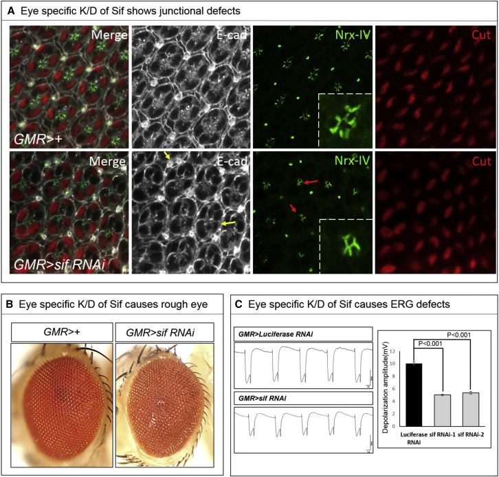 Figure 4