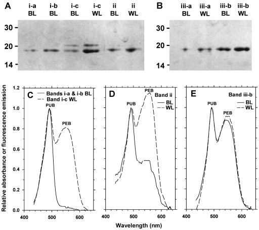 FIG. 10.