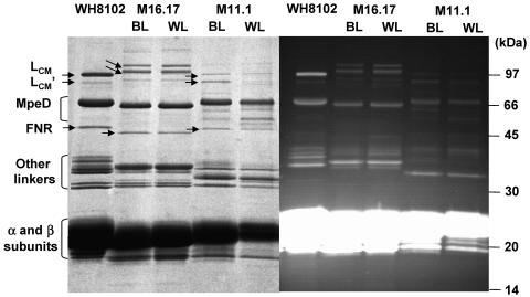 FIG. 7.