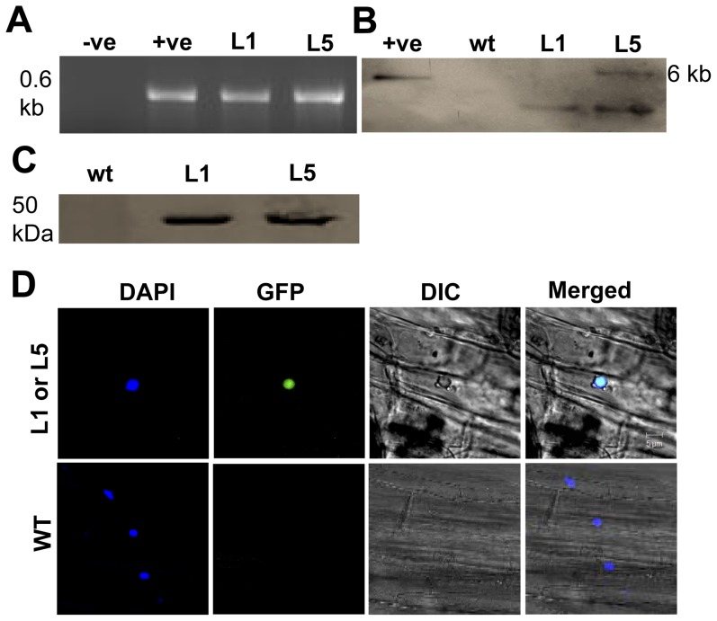 Figure 6