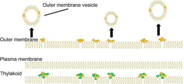 Graphical Abstract Figure.