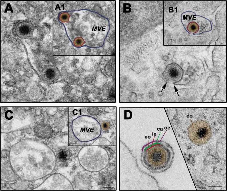 Fig 6