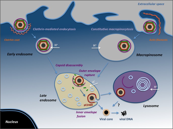 Fig 10