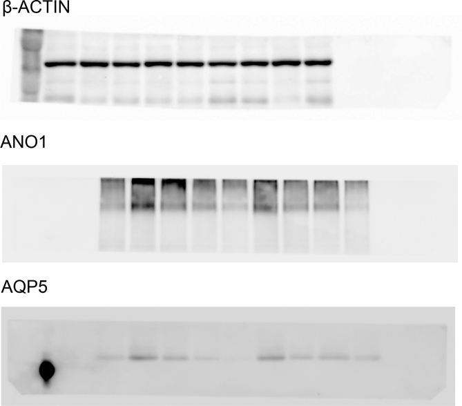 Supplementary Fig1