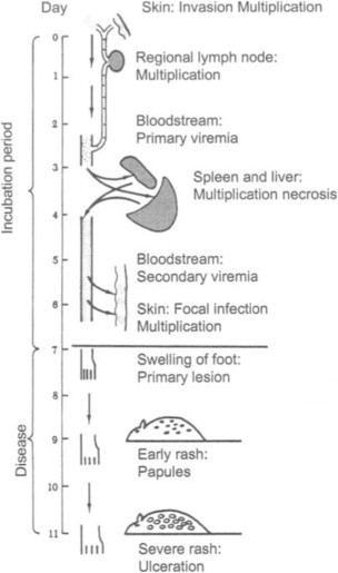 Fig. 14