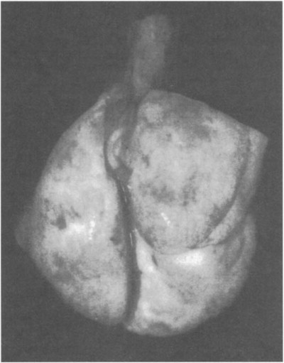 Fig. 44