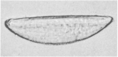 Fig. 48