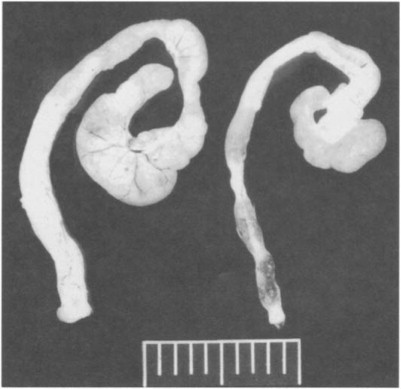 Fig. 38