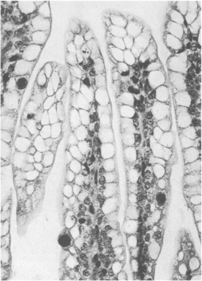 Fig. 20