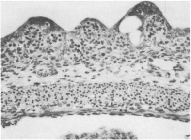 Fig. 31