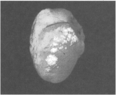 Fig. 55