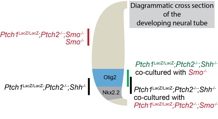 Figure 2—figure supplement 1.