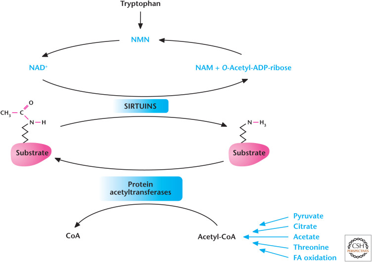 Figure 11.