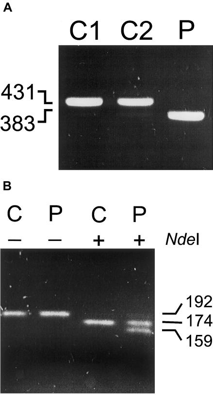 Figure  3