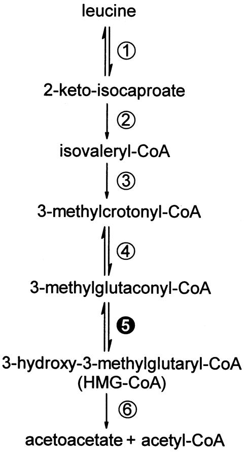 Figure  1