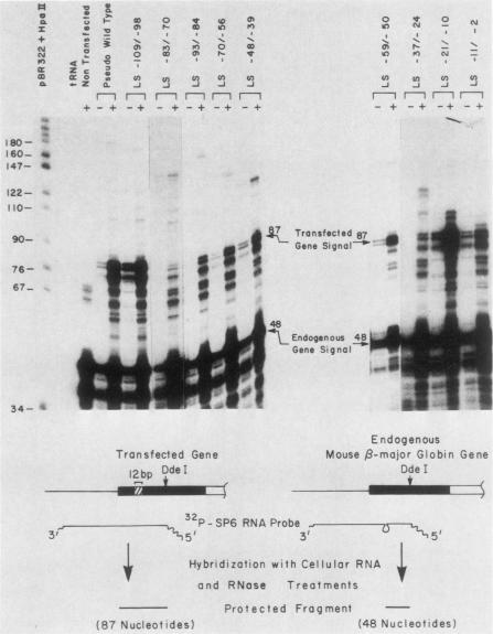 graphic file with name molcellb00102-0320-a.jpg